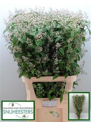 DEUTZIA MAGICAL SPRI 100